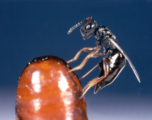 march biologica