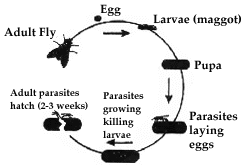 fly-parasite-cycle