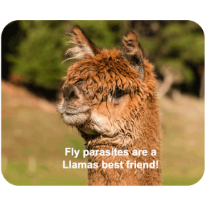 llama