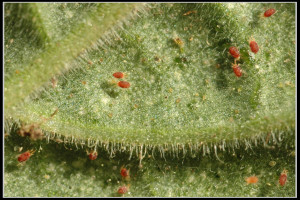 spider mites