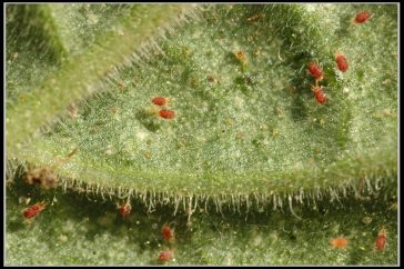 Spider Mite Predators Are Natural, Non-Toxic, Environmentally Friendly Sol