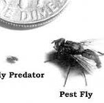 Fly predators new arrivals