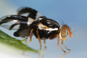 Fall and early winter flies