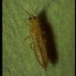 thrips