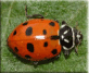 Ode to Ladybird Beetle