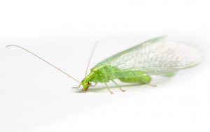 The Iridescent Green Lacewing 