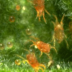 A story about the Spider Mite and The Persimilis