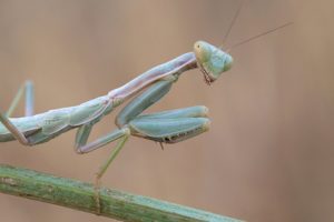The Might Mantis stands with Brad The Bugman