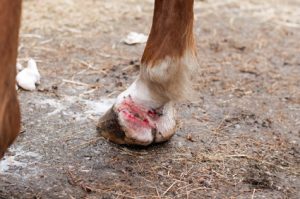 Barn Flies and How They Cause Summer Sores in Equine