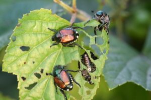 The Japanese beetle is a serious pest