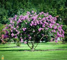 Everyone loves the Crape Myrtles 